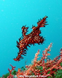 Ghost Pipefish. Lembeh Strait by Gitte Bragenholt Fisker 